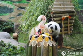 莫斯科庆祝大熊猫“喀秋莎”两周岁生日