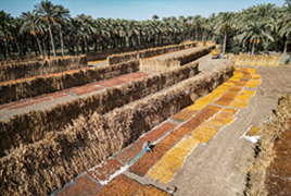 埃及：椰枣收获季