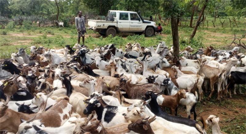图为来自埃塞南奥莫地区的博里村的沙维基,他饲养了30多只山羊和绵羊、3头驴和20多头牛。资料图