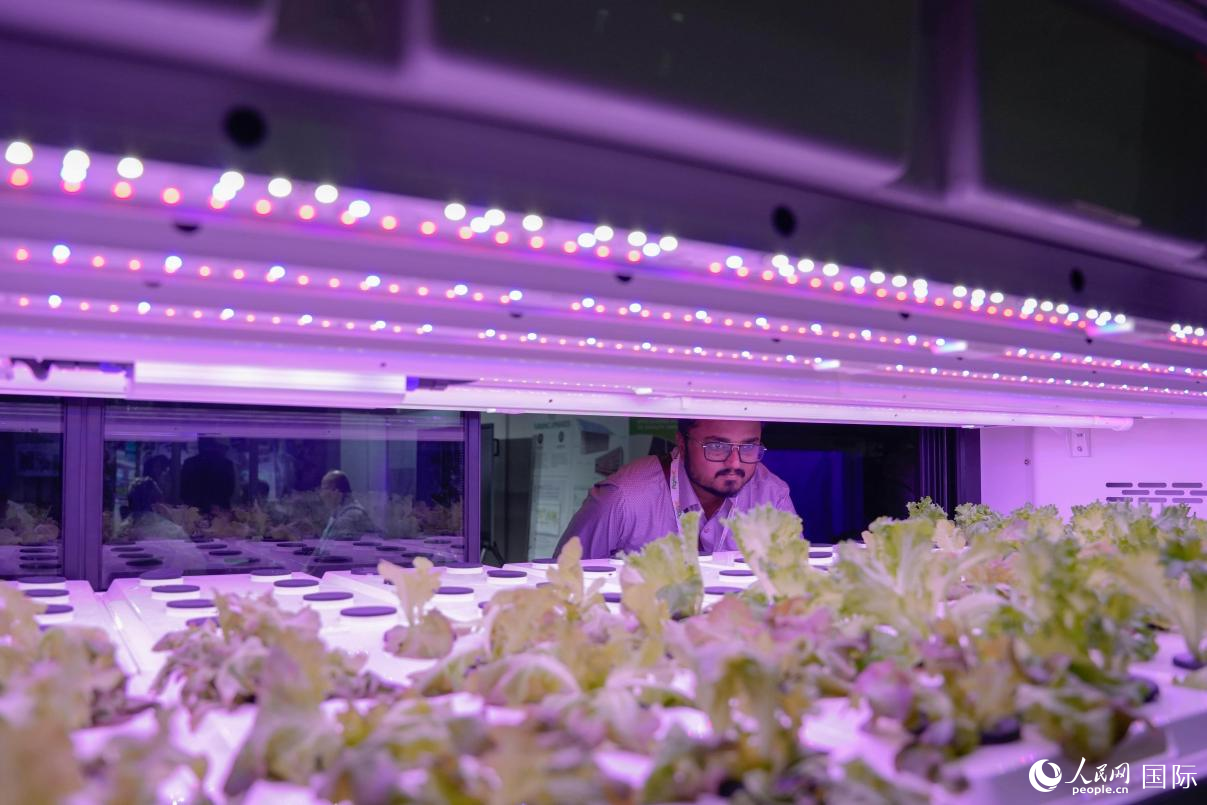 垂直农场蔬菜。人民网 塔里克·易卜拉欣摄