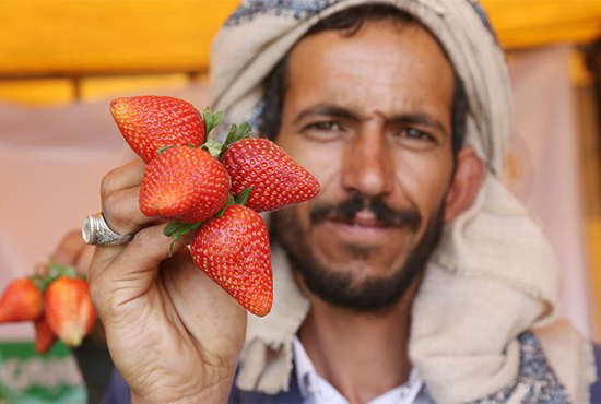 也门萨那举行农业产品展