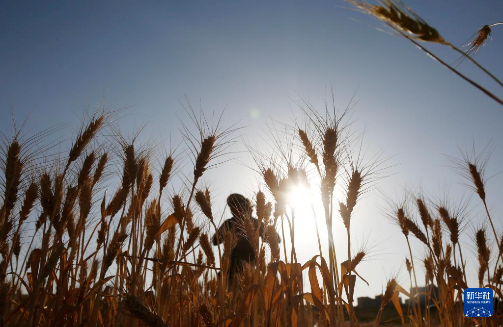 10月31日，在也门首都萨那郊区，农民在地里收割麦子。新华社发（默罕默德·默罕默德摄）