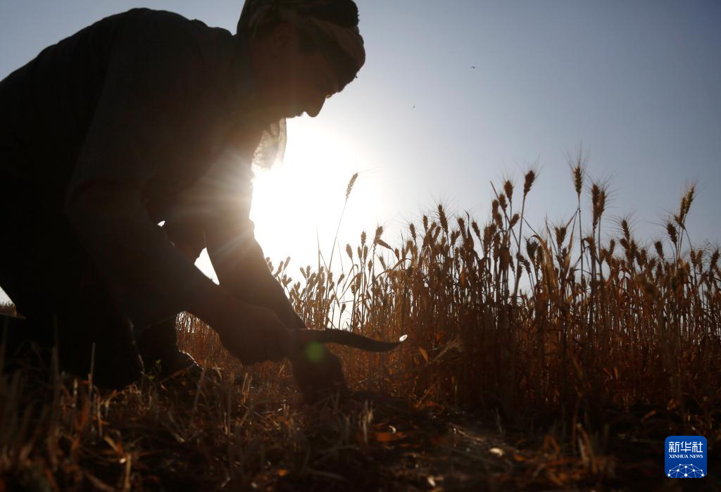10月31日，在也门首都萨那郊区，农民在地里收割麦子。新华社发（默罕默德·默罕默德摄）