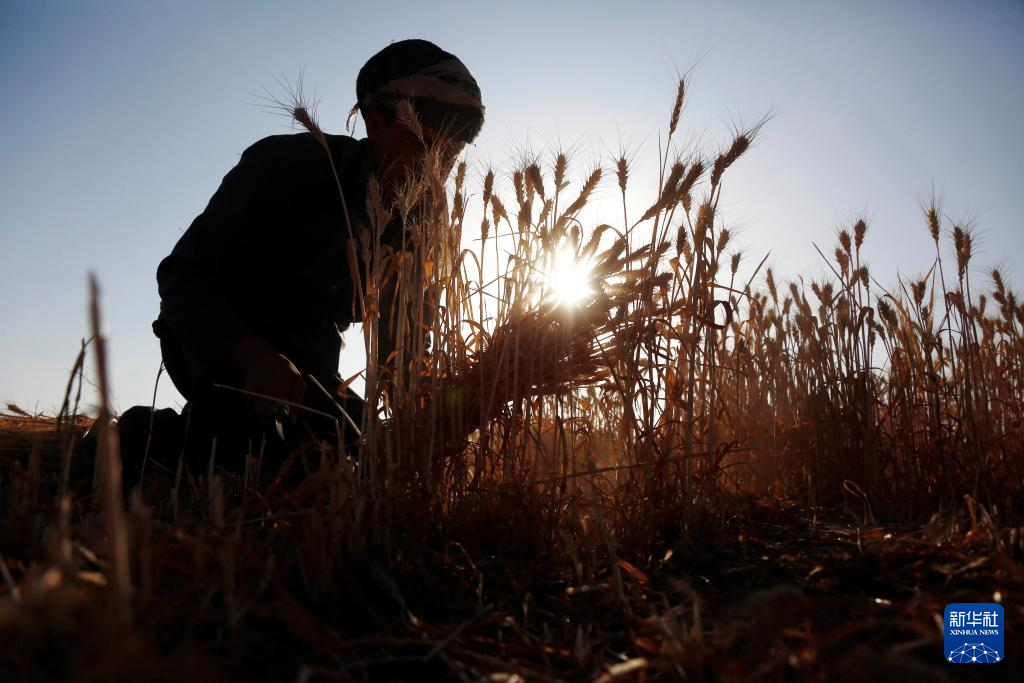 10月31日，在也门首都萨那郊区，农民在地里收割麦子。新华社发（默罕默德·默罕默德摄）