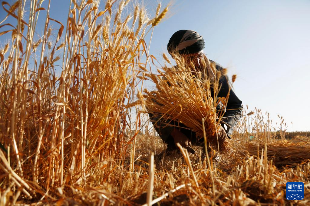 10月31日，在也门首都萨那郊区，农民在地里收割麦子。新华社发（默罕默德·默罕默德摄）