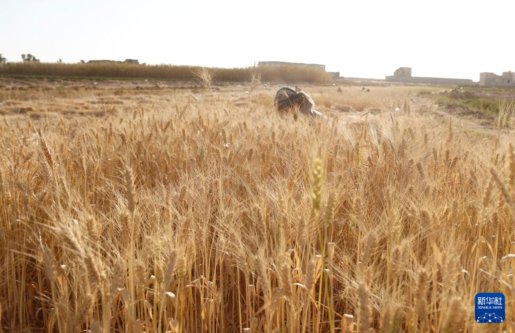 10月31日，在也门首都萨那郊区，农民在地里收割麦子。新华社发（默罕默德·默罕默德摄）