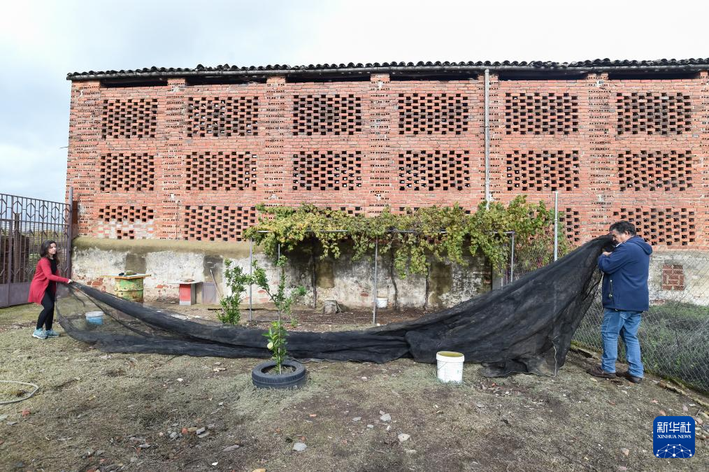 11月16日，在西班牙科里亚一处养鸡场内，养殖人员在鸡舍安装防护网，以防家禽与野生鸟类接触。新华社发（古斯塔沃·巴连特摄）