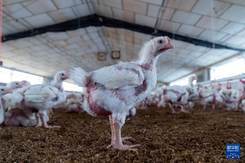 这是11月17日在西班牙林孔德尔奥比斯波一处养鸡场里拍摄的圈养雏鸡。新华社发（古斯塔沃·巴连特摄）