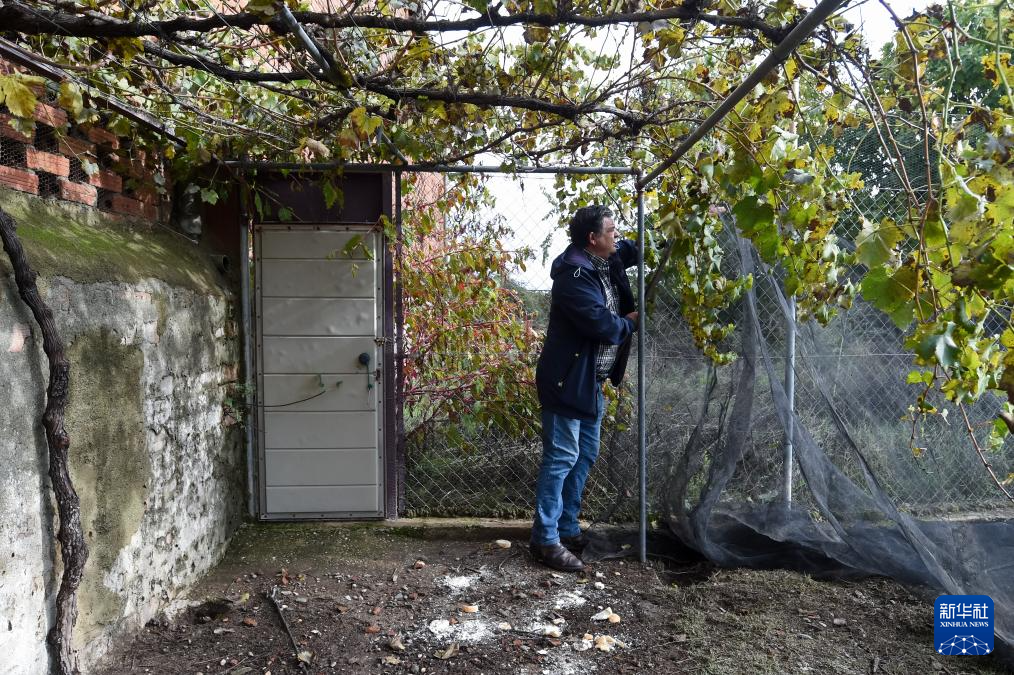 11月16日，在西班牙科里亚一处养鸡场内，养殖人员在鸡舍安装防护网，以防家禽与野生鸟类接触。新华社发（古斯塔沃·巴连特摄）