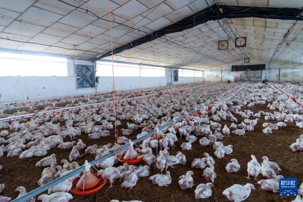 这是11月17日在西班牙林孔德尔奥比斯波一处养鸡场里拍摄的圈养雏鸡。新华社发（古斯塔沃·巴连特摄）