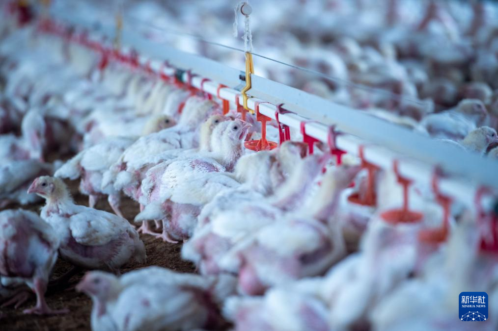 这是11月17日在西班牙林孔德尔奥比斯波一处养鸡场里拍摄的圈养雏鸡。新华社发（古斯塔沃·巴连特摄）