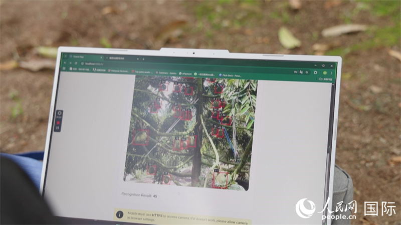 图为张盈谦团队开发的榴莲AI自动果实报数系统演示界面。人民网记者 刘宁摄