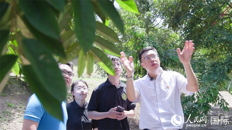 图为厦门大学马来西亚分校人工智能与机器人学院张盈谦教授(右一)及其团队成员郑席明(右二)、郎秋雨(左二)、陈善勇(左一)。人民网记者 刘宁摄