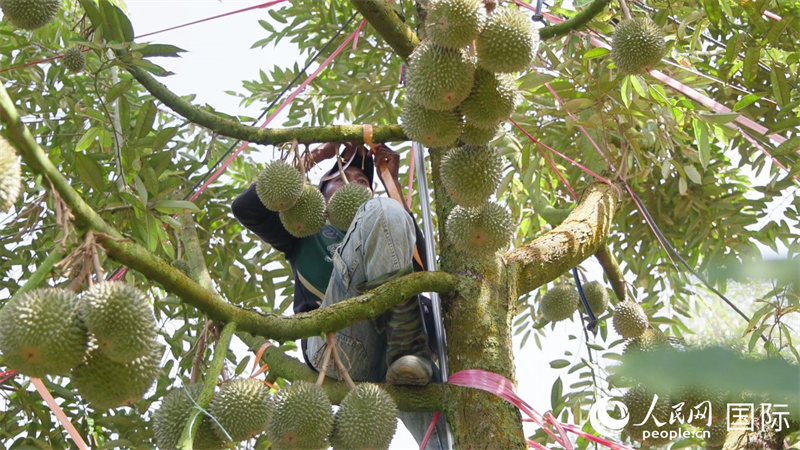 图为榴莲园工作人员在树干上系缓冲绳,防止成熟榴莲果实压断枝干。人民网记者 刘宁摄
