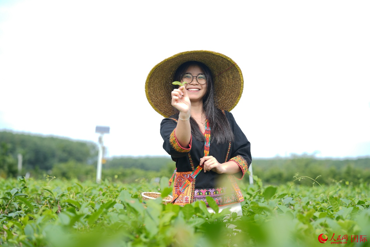 人民网越南籍外专周红芝在白沙五里路茶园体验采茶。(人民网记者 符武平摄)
