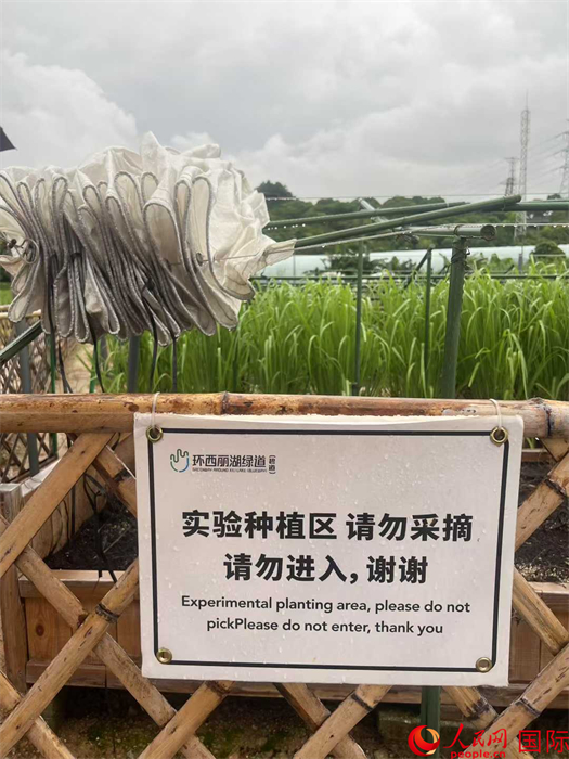 图1：深圳环西丽湖碧道芳香植物试验种植项目（图片：何蒨）：