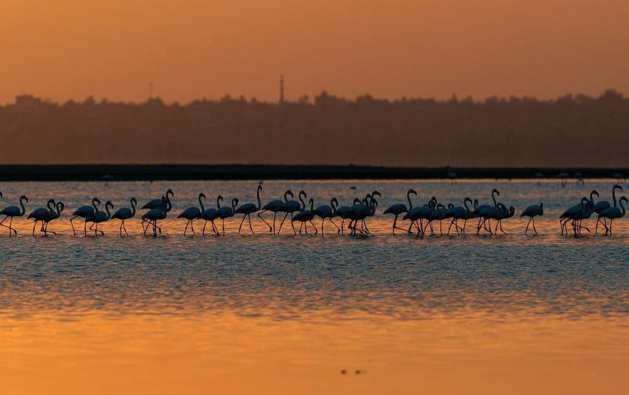 埃及：火烈鸟越冬加龙湖