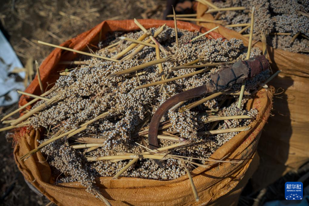 这是12月12日在苏丹东部卡萨拉州瓦德希卢地区拍摄的刚收获的高粱穗。新华社发（塔里克·伊沙克·穆萨摄）