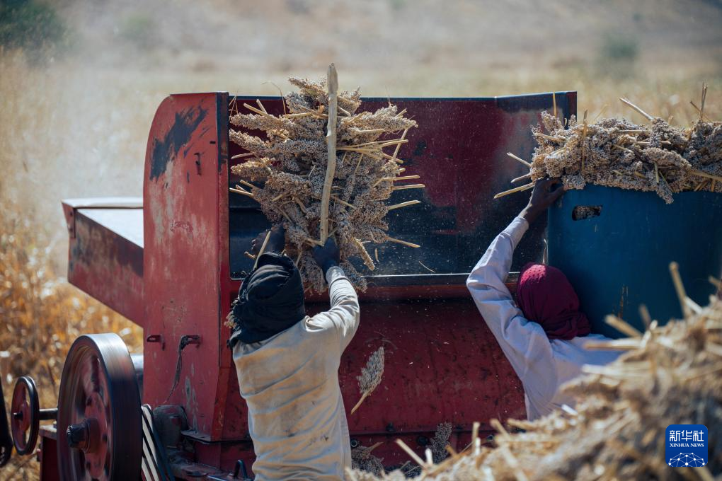 12月12日，在苏丹东部卡萨拉州瓦德希卢地区，农民将刚收获的高粱穗放入脱粒机。新华社发（塔里克·伊沙克·穆萨摄）