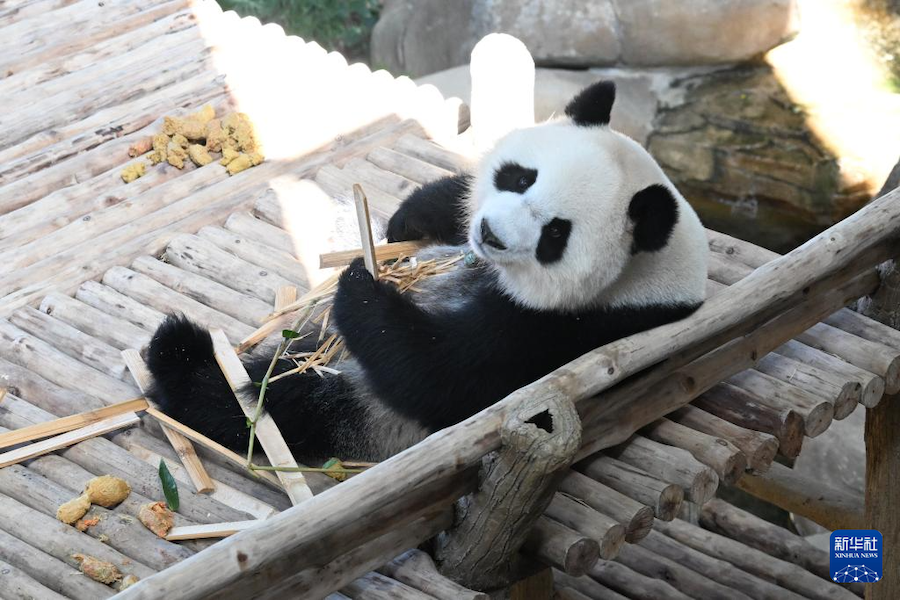 这是1月10日在马来西亚吉隆坡附近的马来西亚国家动物园拍摄的大熊猫“晓月”。