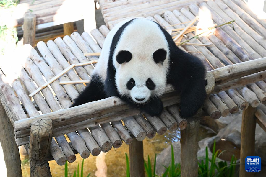 这是1月10日在马来西亚吉隆坡附近的马来西亚国家动物园拍摄的大熊猫“晓月”。