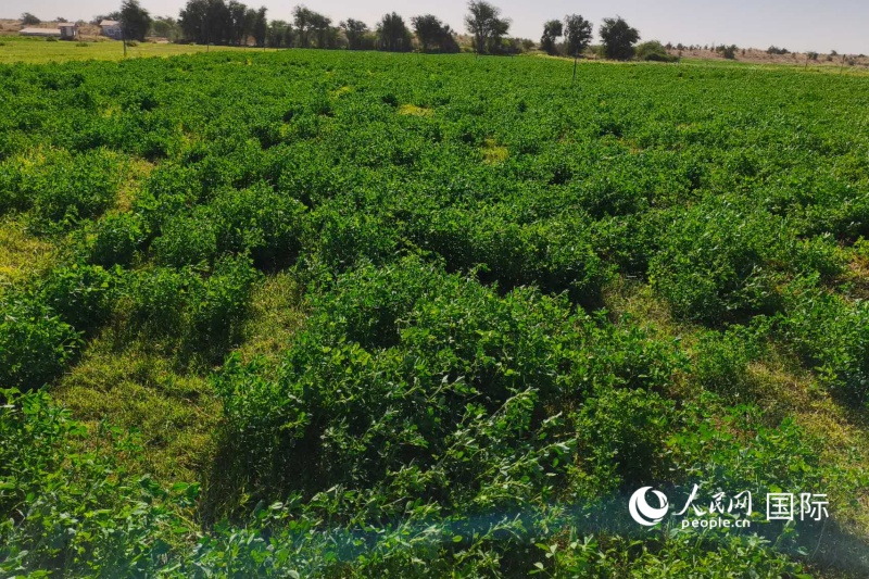 郁郁葱葱的紫苜蓿田 人民网记者黄培昭摄