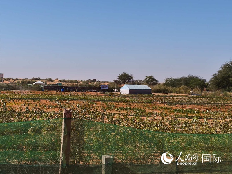 中非绿色技术公园 人民网记者黄培昭摄