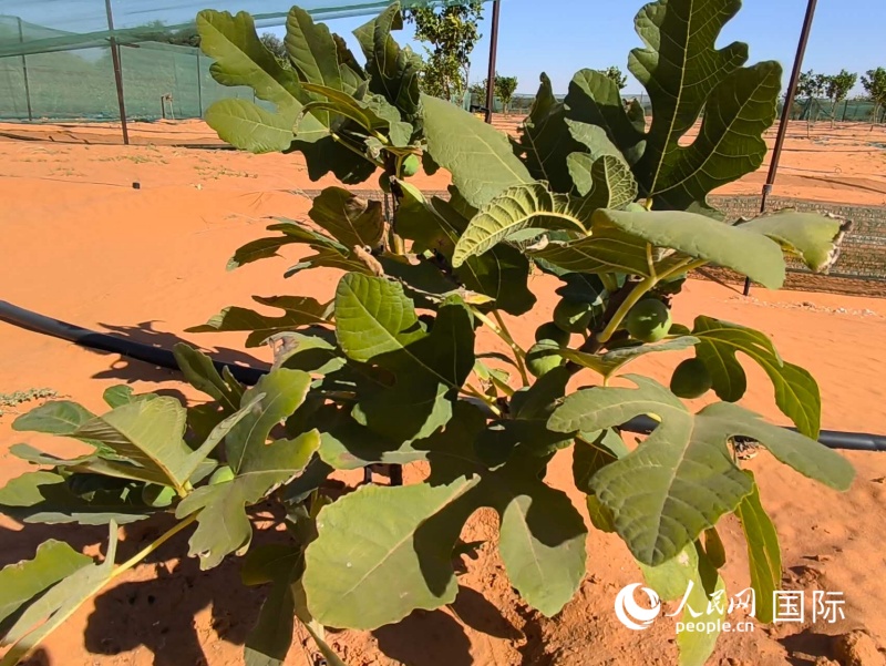 绿色技术公园种植的无花果 人民网记者 黄培昭摄