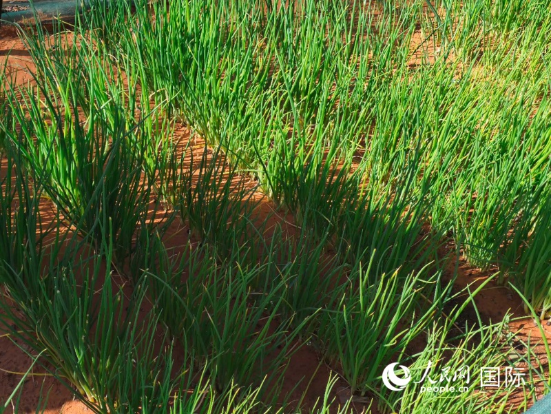 中非绿色技术公园种植的小葱 人民网记者 黄培昭摄