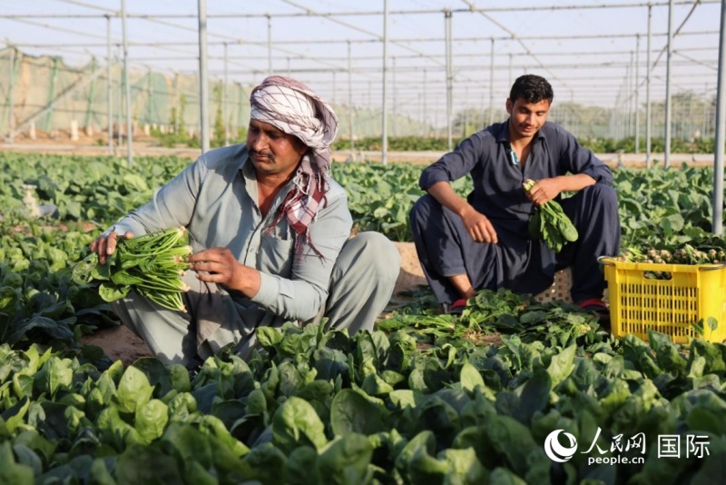 农场工人正在采摘菠菜，人民网记者张志文摄