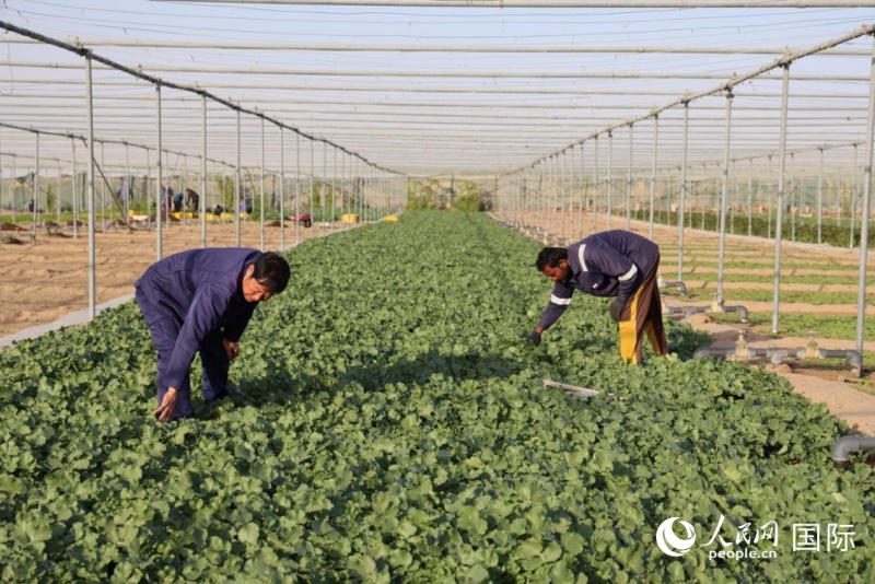 农场员工查看蔬菜长势情况。人民网记者 张志文摄