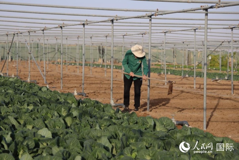 农场工人进行田间管理。人民网记者 张志文摄