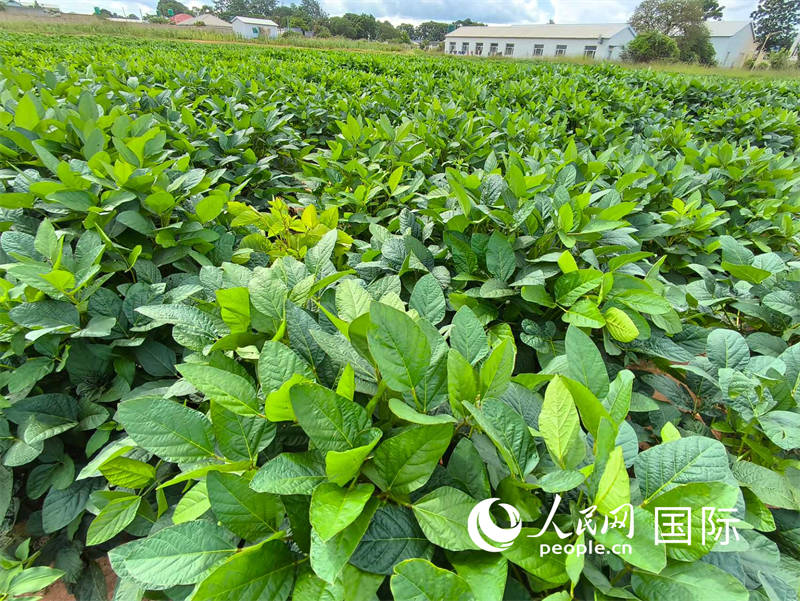 嫩绿的豆苗长势喜人 人民网记者黄培昭摄