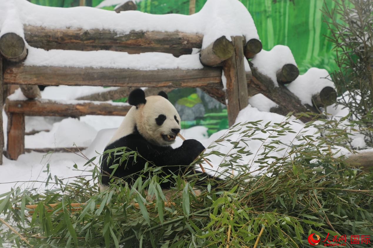 大熊猫“如意”正在享用园方准备的竹子。人民网记者 肖新新摄