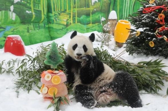 莫斯科动物园的旅俄大熊猫。中国驻俄罗斯使馆供图