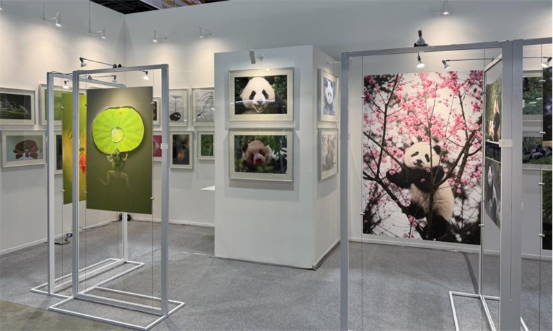 微距生灵与国宝熊猫形成诗意的对照。 活动主办方供图