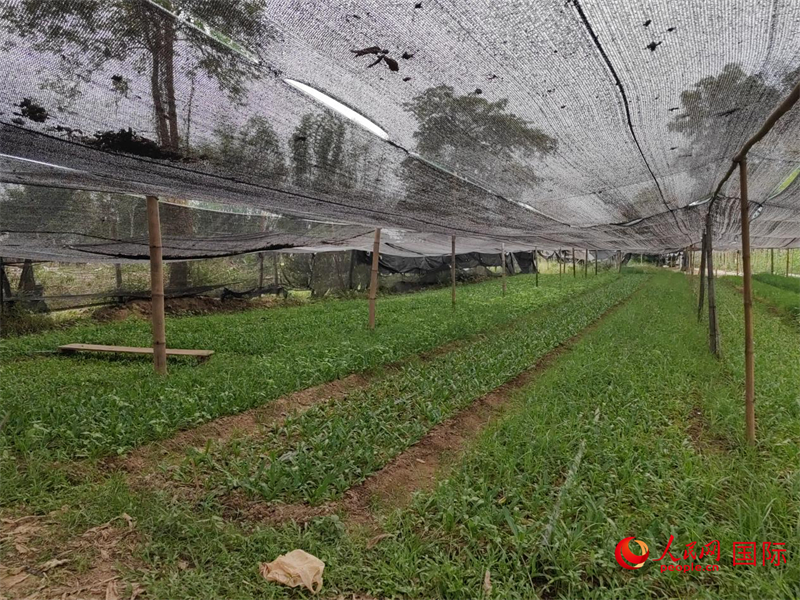 阿旺家的蔬菜大棚。人民网记者 杨一摄