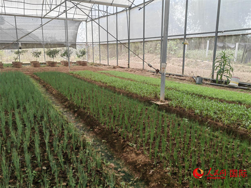    金花村圆拱式顶通风薄膜连栋温室大棚中的蔬菜长势良好。人民网记者 杨一摄