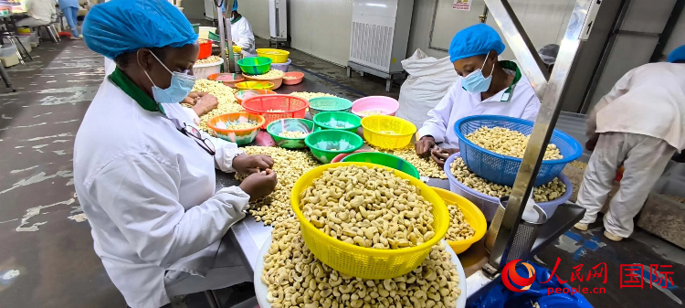 当地工人正在检查腰果的瑕疵。人民网记者 黄培昭摄