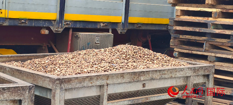 生产线上的腰果。人民网记者 黄培昭摄