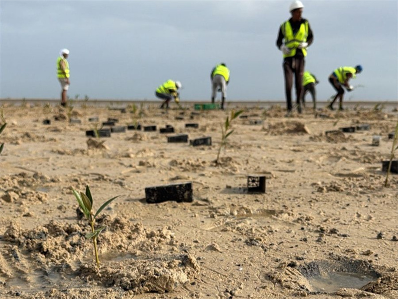 工作人员正在进行红树林幼苗栽种。中国港湾供图