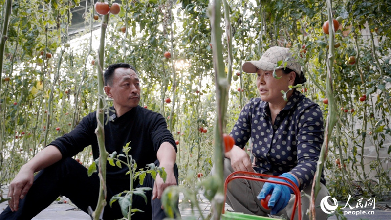 李全生与农户贾海莲讨论如何拓宽西红柿销路。人民网记者 彭昱凯摄
