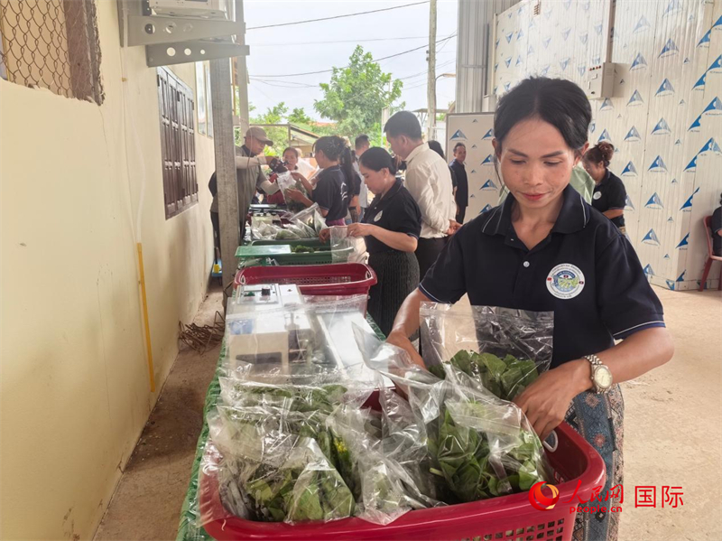 村民正在将分拣好的蔬菜称重、打包，准备出售。人民网记者 杨一摄