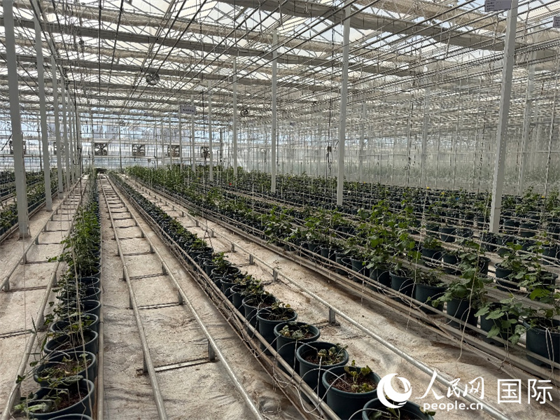 哈密瓜鲜果产业链平台上的哈密瓜植株。人民网 柯明可摄