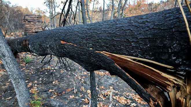 野火与干旱致欧洲一战二战未爆弹药频现
