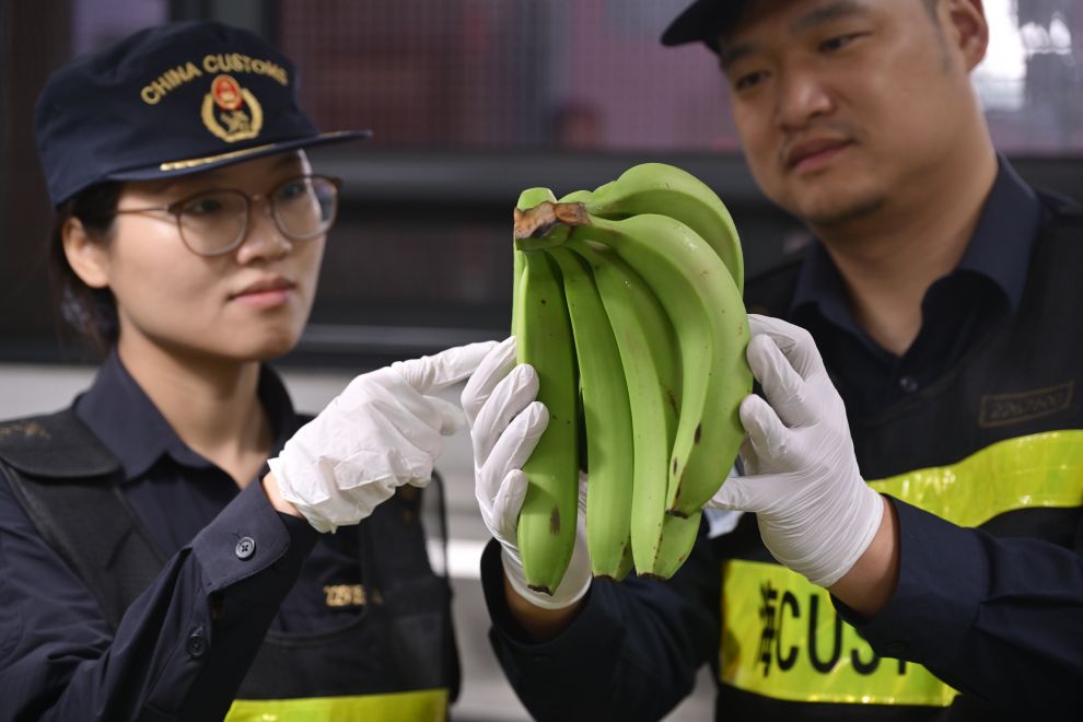 图为上海海关关员对即将参展第九届进博会的秘鲁鲜食香蕉进行检疫查验。（上海海关供图）