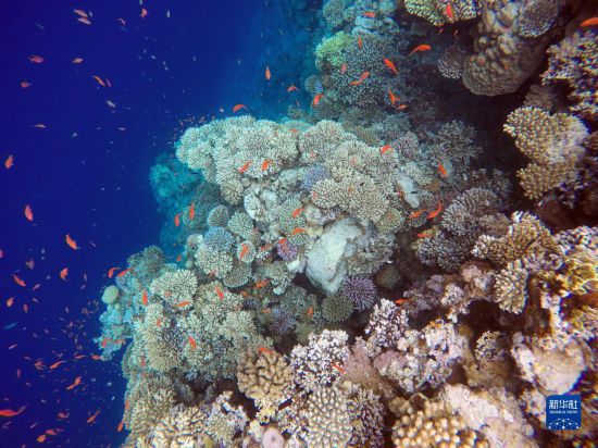 这是10月2日在埃及西奈半岛达哈布蓝洞内拍摄的珊瑚和鱼类。新华社记者 隋先凯 摄