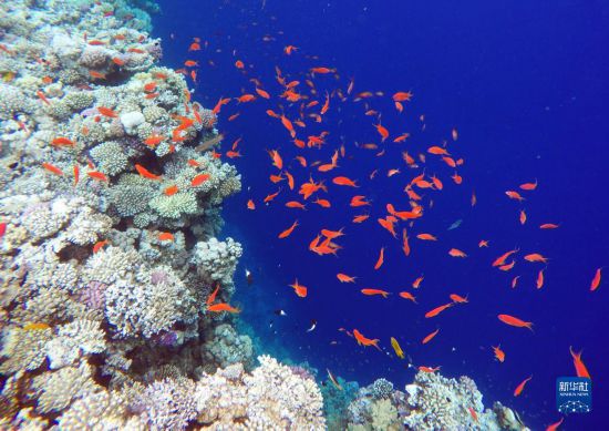 这是10月2日在埃及西奈半岛达哈布蓝洞内拍摄的珊瑚和鱼类。新华社记者 隋先凯 摄