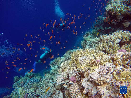 10月2日,人们在埃及西奈半岛达哈布蓝洞内的珊瑚旁深潜。新华社记者 隋先凯 摄