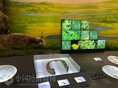 (中医药博物馆展出的各类中药材令人应接不暇。中国经济周刊记者 郭志强 摄)